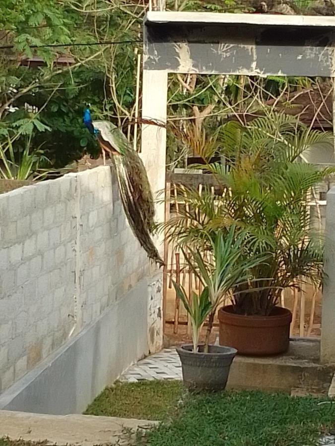Bed and Breakfast Peacock Garden Tangalle Esterno foto