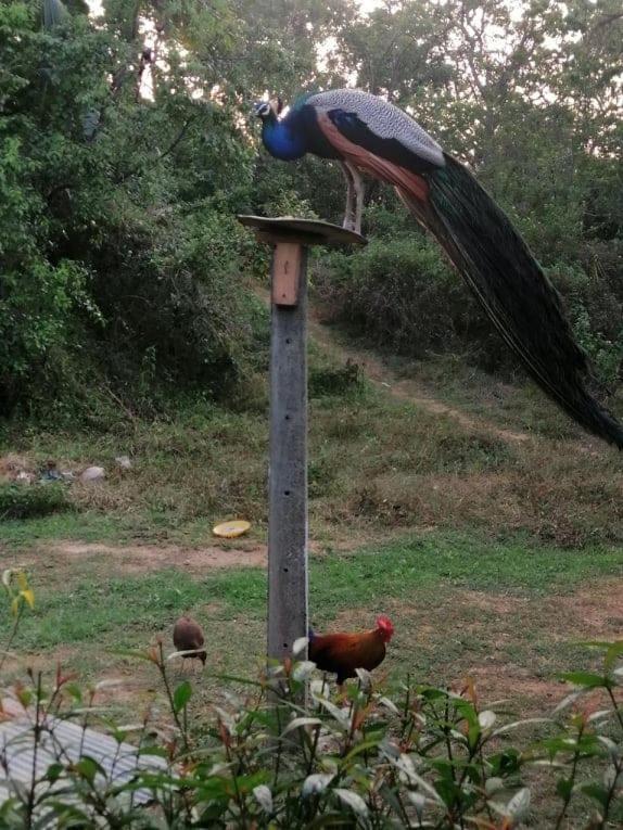 Bed and Breakfast Peacock Garden Tangalle Esterno foto